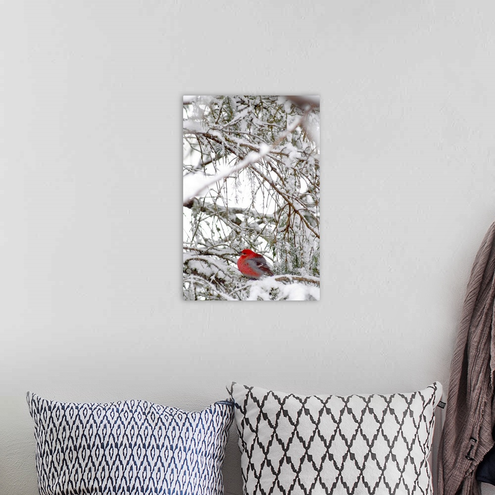 A bohemian room featuring A single fat red bird sits on a snowy cluster of pine tree branches.