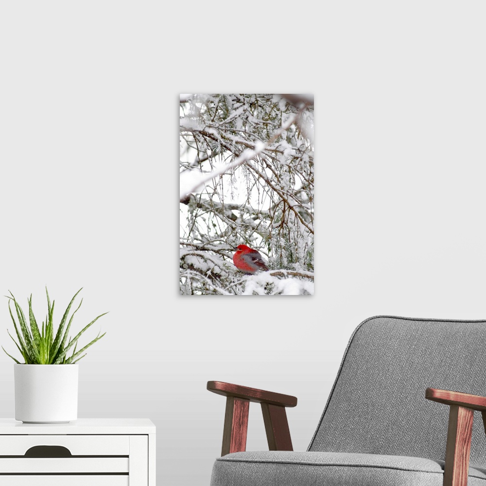 A modern room featuring A single fat red bird sits on a snowy cluster of pine tree branches.