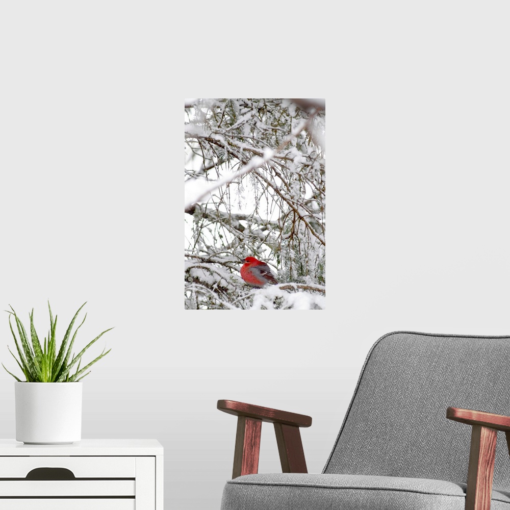 A modern room featuring A single fat red bird sits on a snowy cluster of pine tree branches.