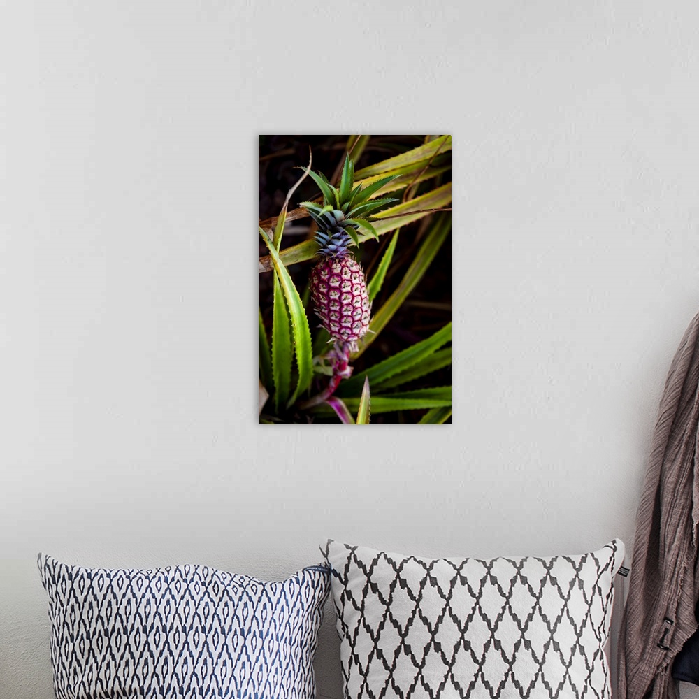 A bohemian room featuring Pineapple growing on a plant; Hawaii, United States of America