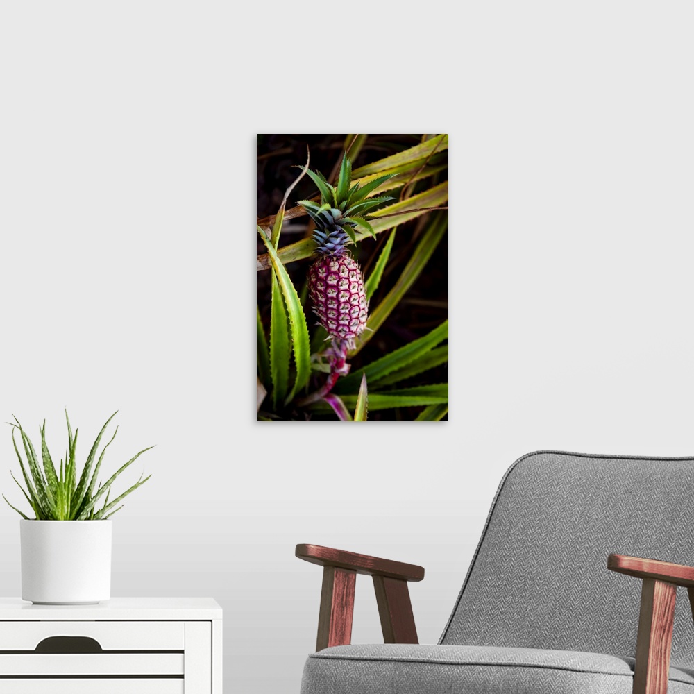 A modern room featuring Pineapple growing on a plant; Hawaii, United States of America
