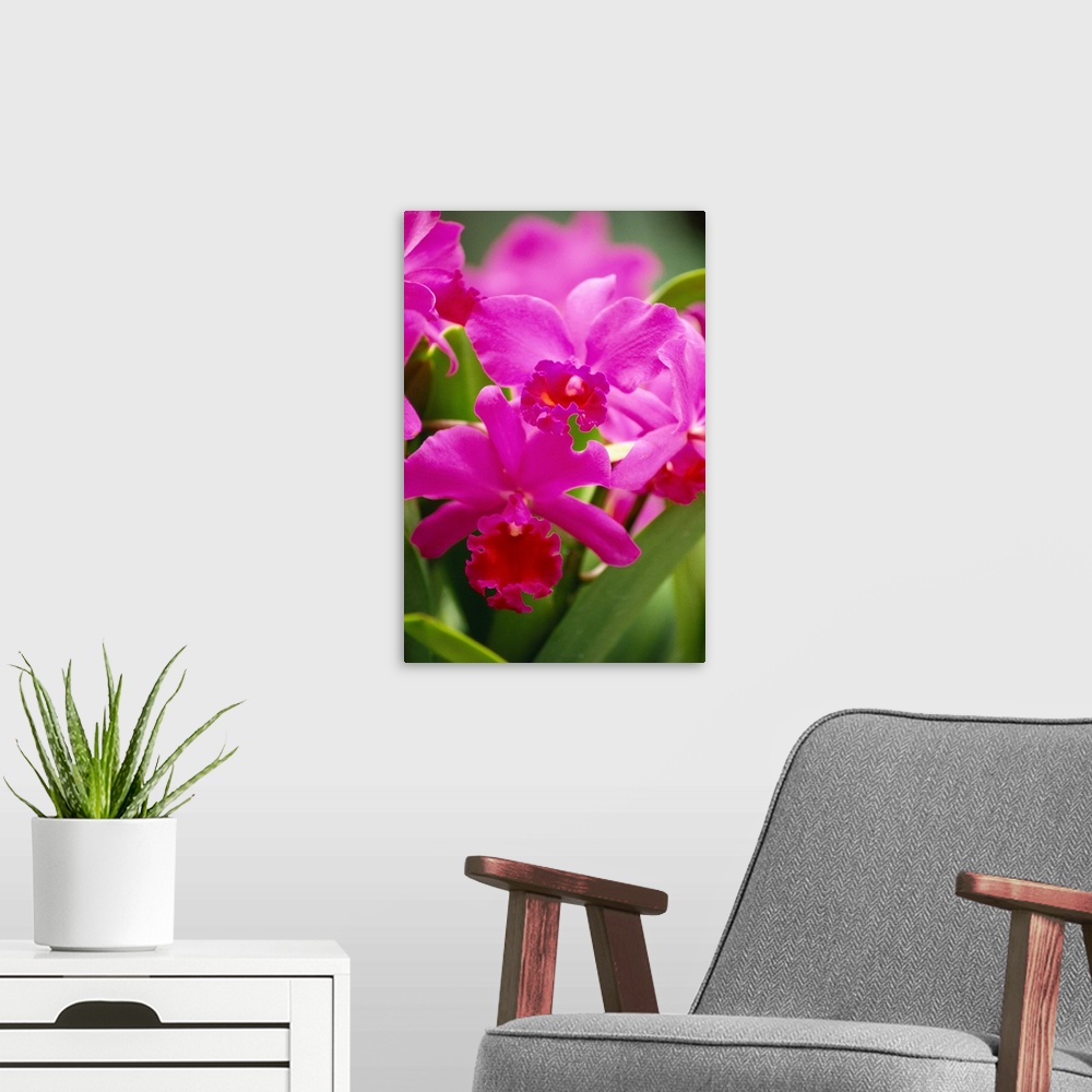 A modern room featuring Pink Cattleya Orchids