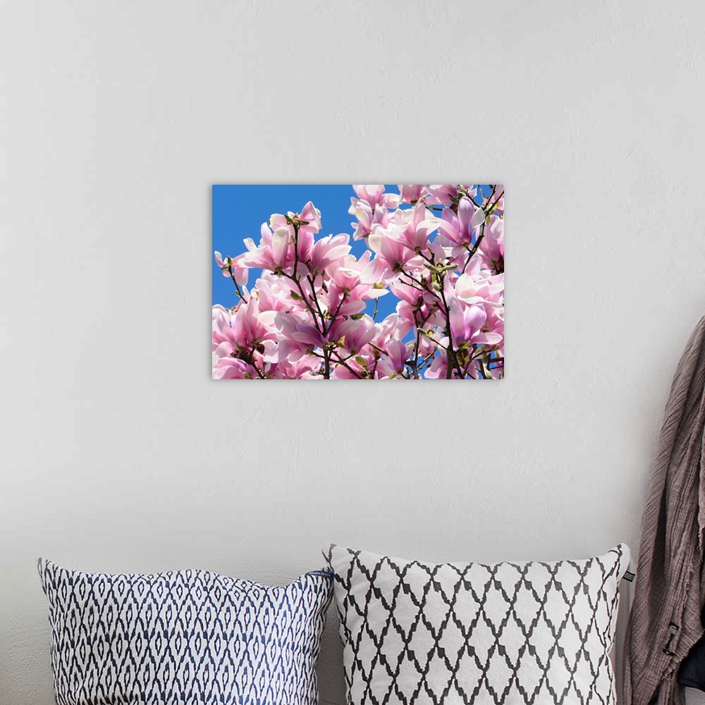 A bohemian room featuring Pink Chinese or saucer magnolia flowers, Magnolia x soulangeana, against a blue sky.