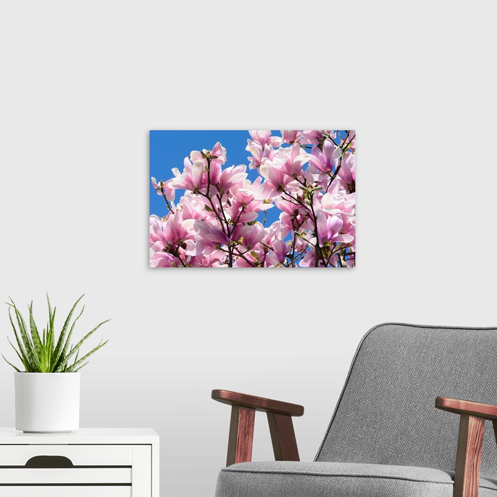 A modern room featuring Pink Chinese or saucer magnolia flowers, Magnolia x soulangeana, against a blue sky.