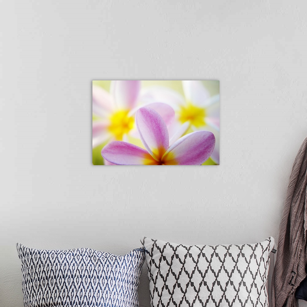 A bohemian room featuring Pink Plumeria Flowers With Yellow Centers