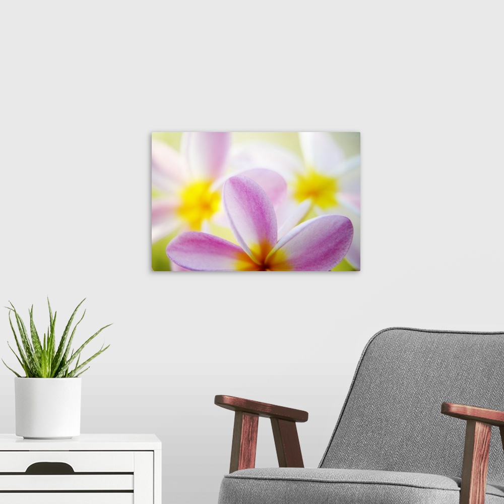 A modern room featuring Pink Plumeria Flowers With Yellow Centers
