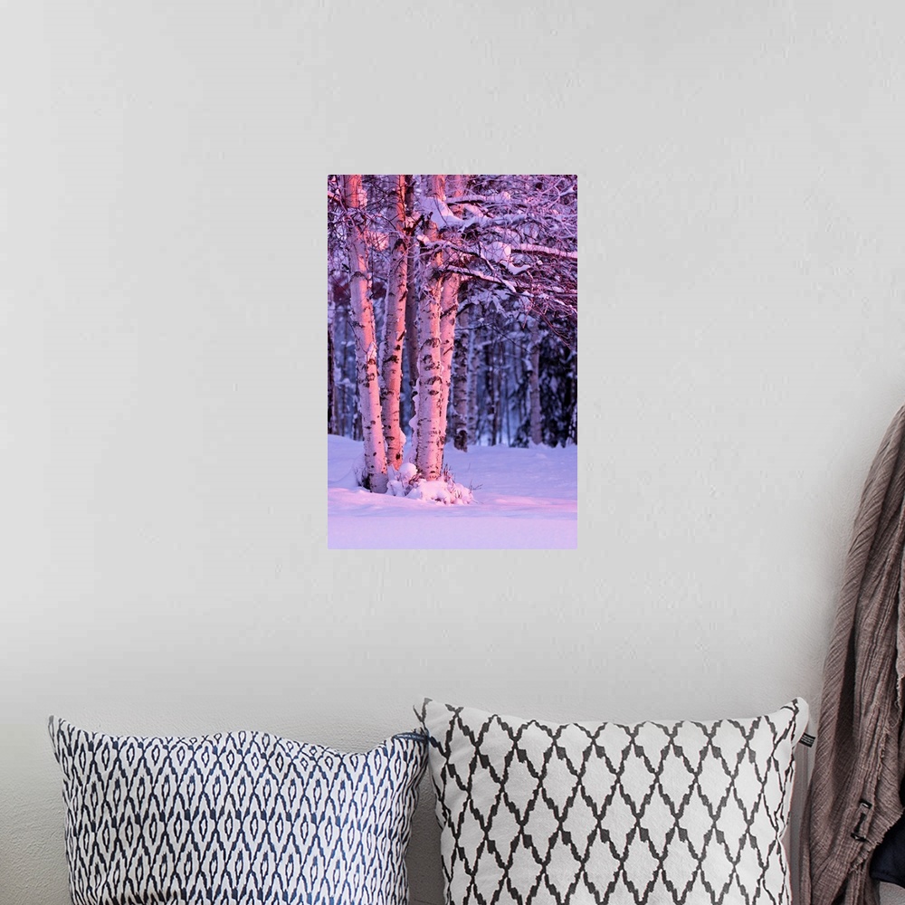 A bohemian room featuring A photo of the sunset light falling on tree trunks of a  birch, winter, Russian Jack Springs Park...