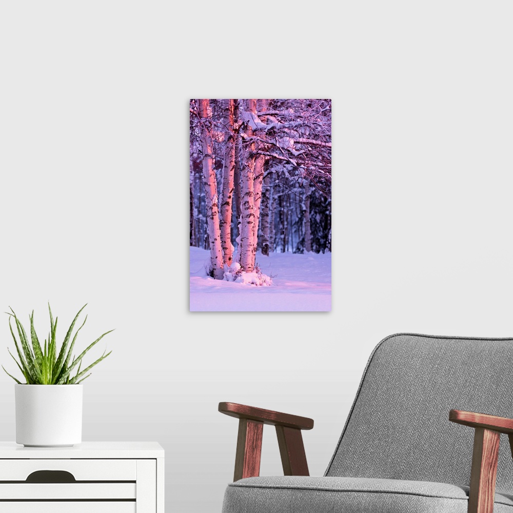 A modern room featuring A photo of the sunset light falling on tree trunks of a  birch, winter, Russian Jack Springs Park...