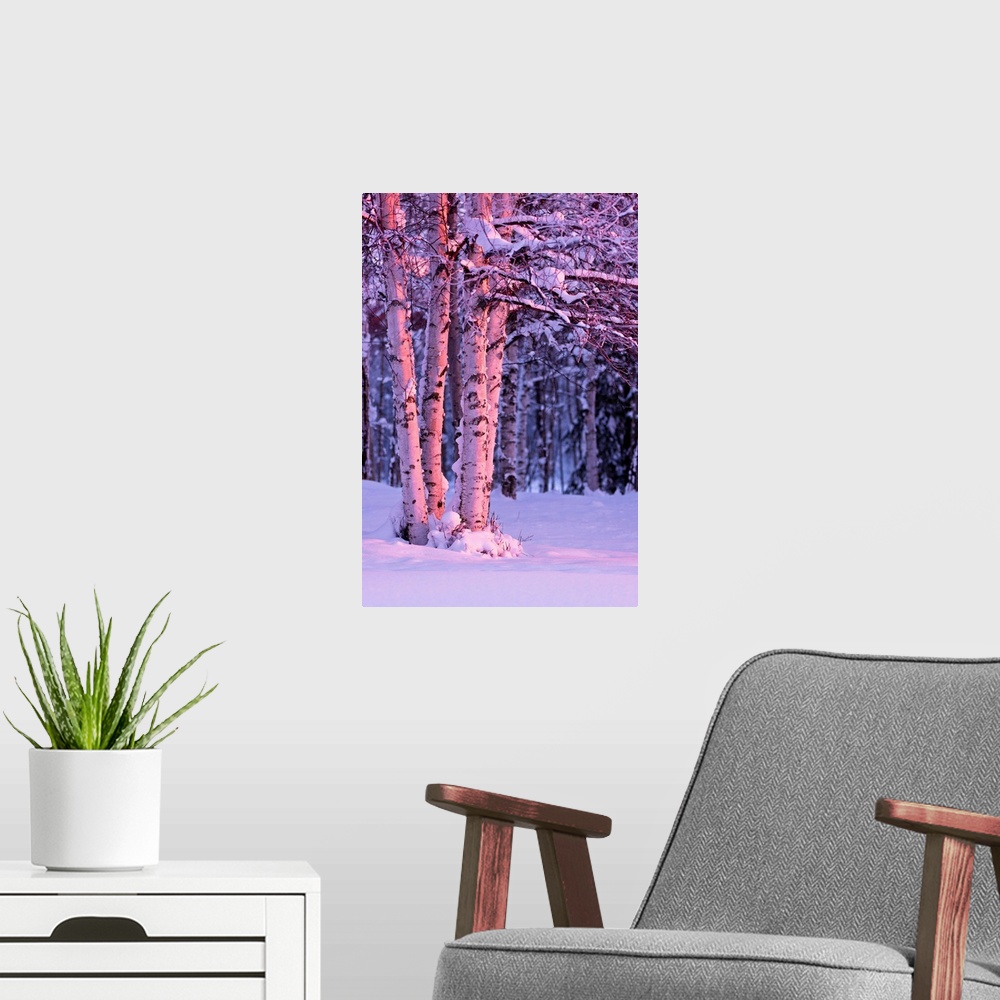 A modern room featuring A photo of the sunset light falling on tree trunks of a  birch, winter, Russian Jack Springs Park...
