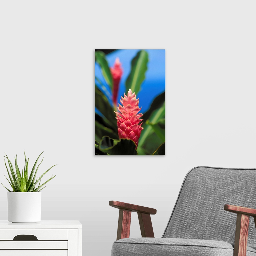 A modern room featuring Pink Torch Ginger Flowers, Close-Up Of One Flower