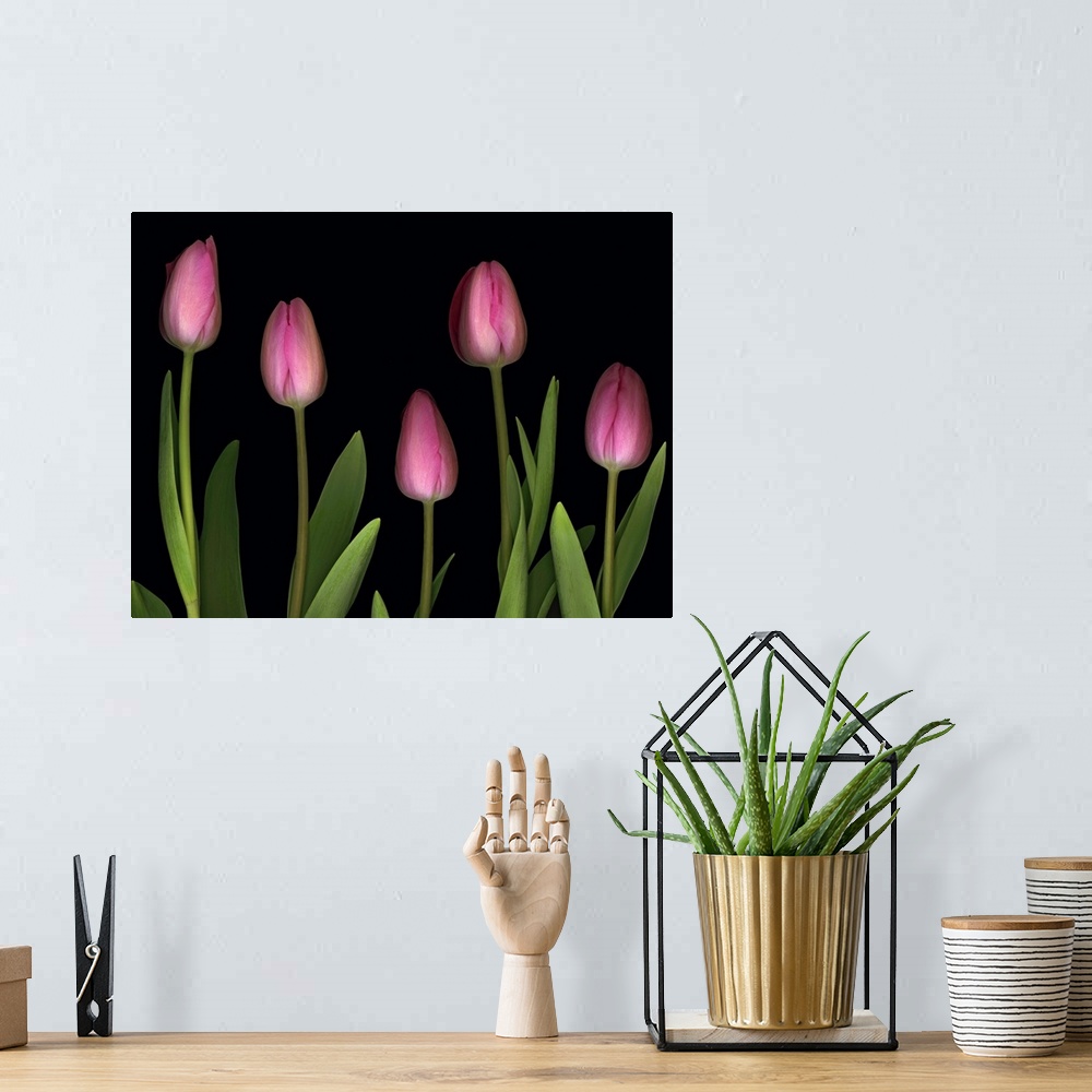 A bohemian room featuring Pink Tulips