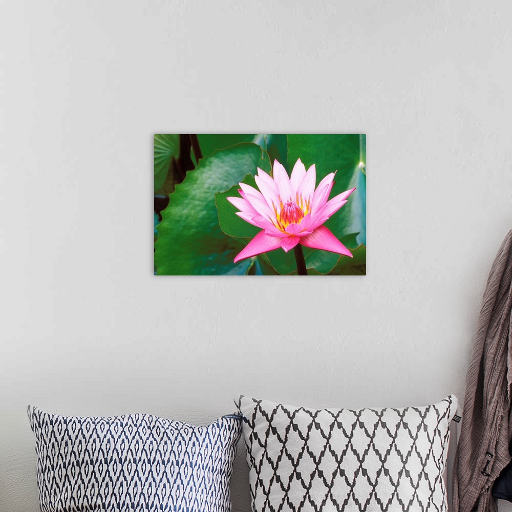 A bohemian room featuring Pink Water Lily Surrounded By Leaves