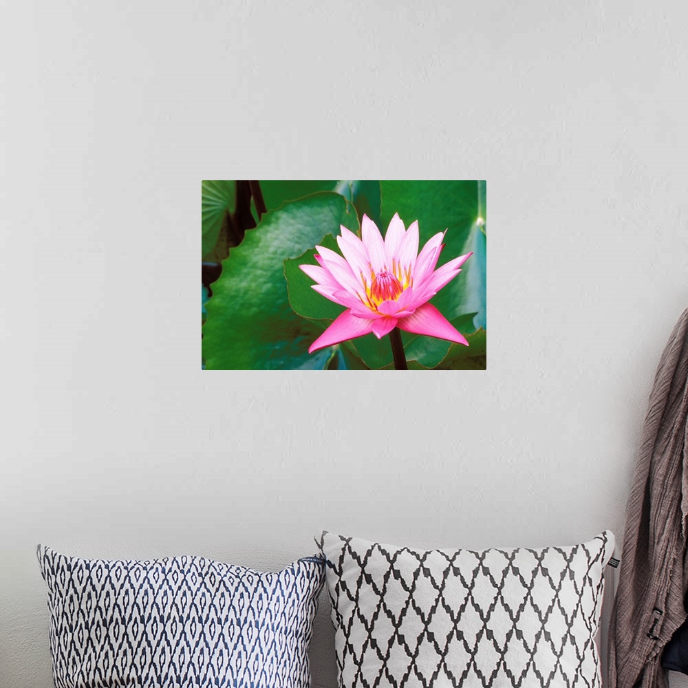 A bohemian room featuring Pink Water Lily Surrounded By Leaves