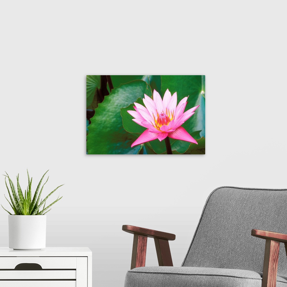 A modern room featuring Pink Water Lily Surrounded By Leaves