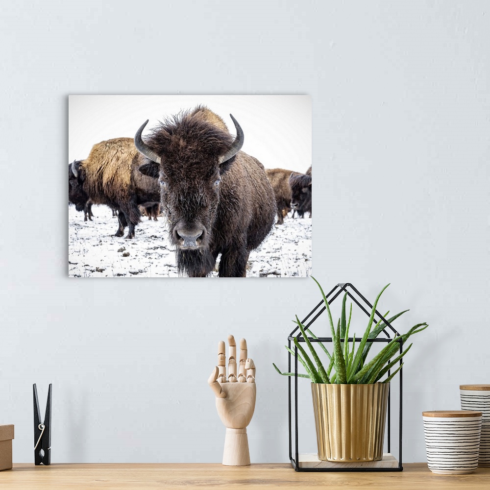 A bohemian room featuring Close-up of Plains Bison (Bison bison) looking at the camera; Manitoba, Canada