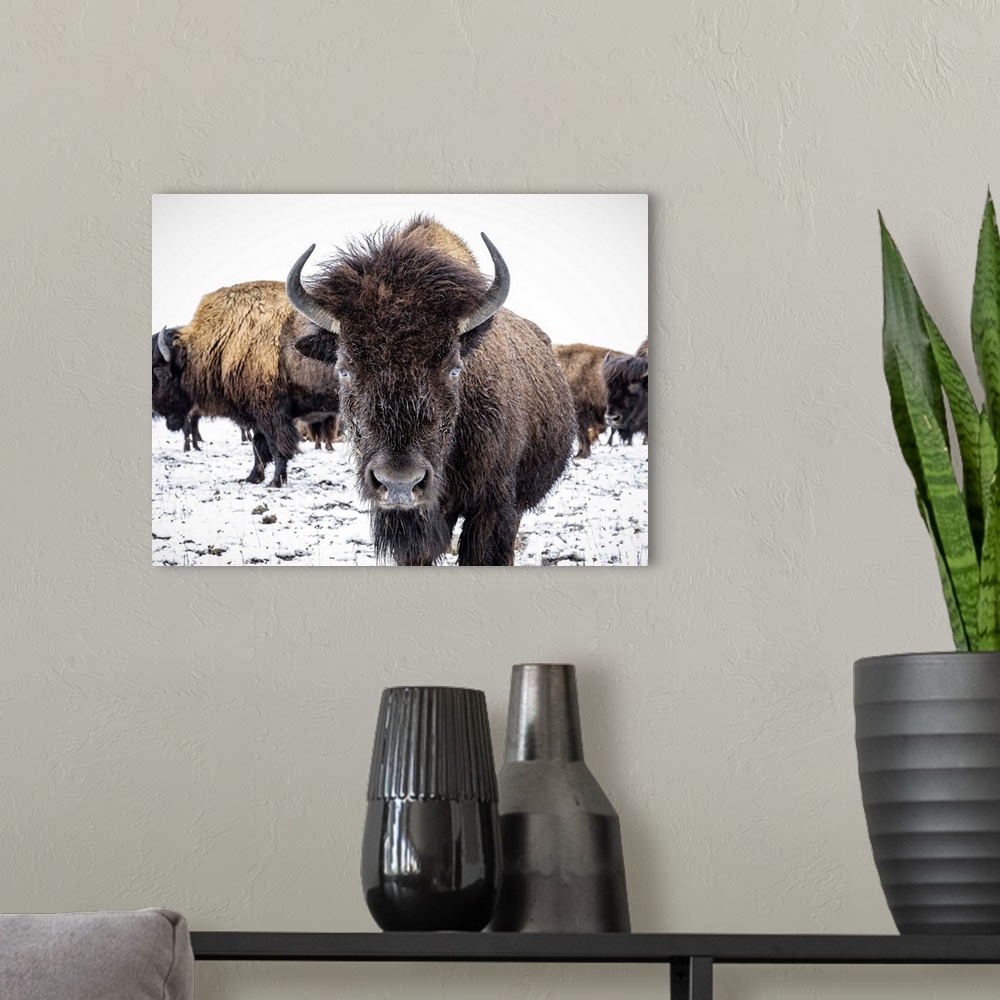 A modern room featuring Close-up of Plains Bison (Bison bison) looking at the camera; Manitoba, Canada