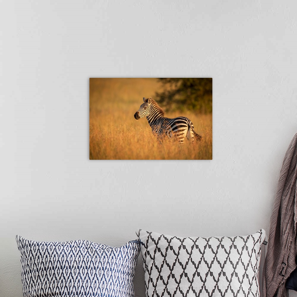 A bohemian room featuring Plains zebra (Equus quagga) stands in grass watching camera, Serengeti National Park; Tanzania