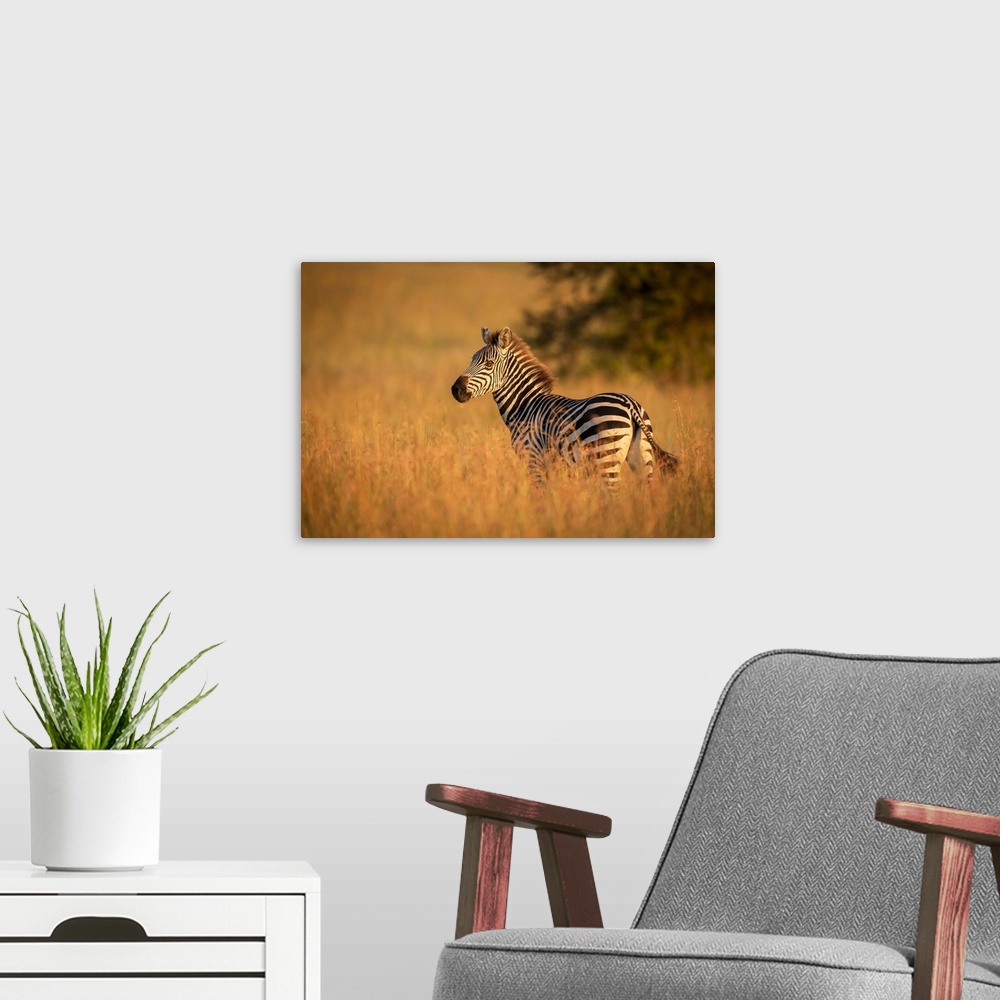 A modern room featuring Plains zebra (Equus quagga) stands in grass watching camera, Serengeti National Park; Tanzania