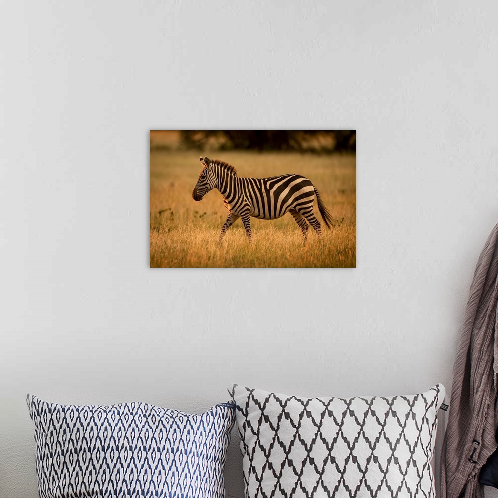 A bohemian room featuring Plains zebra (Equus burchellii) walks rim lit by sunset, Grumeti Serengeti Tented Camp, Serengeti...