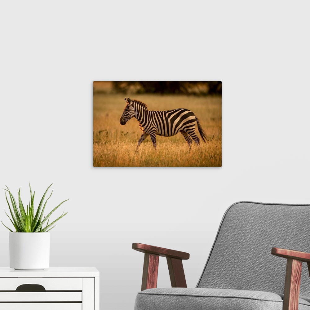 A modern room featuring Plains zebra (Equus burchellii) walks rim lit by sunset, Grumeti Serengeti Tented Camp, Serengeti...