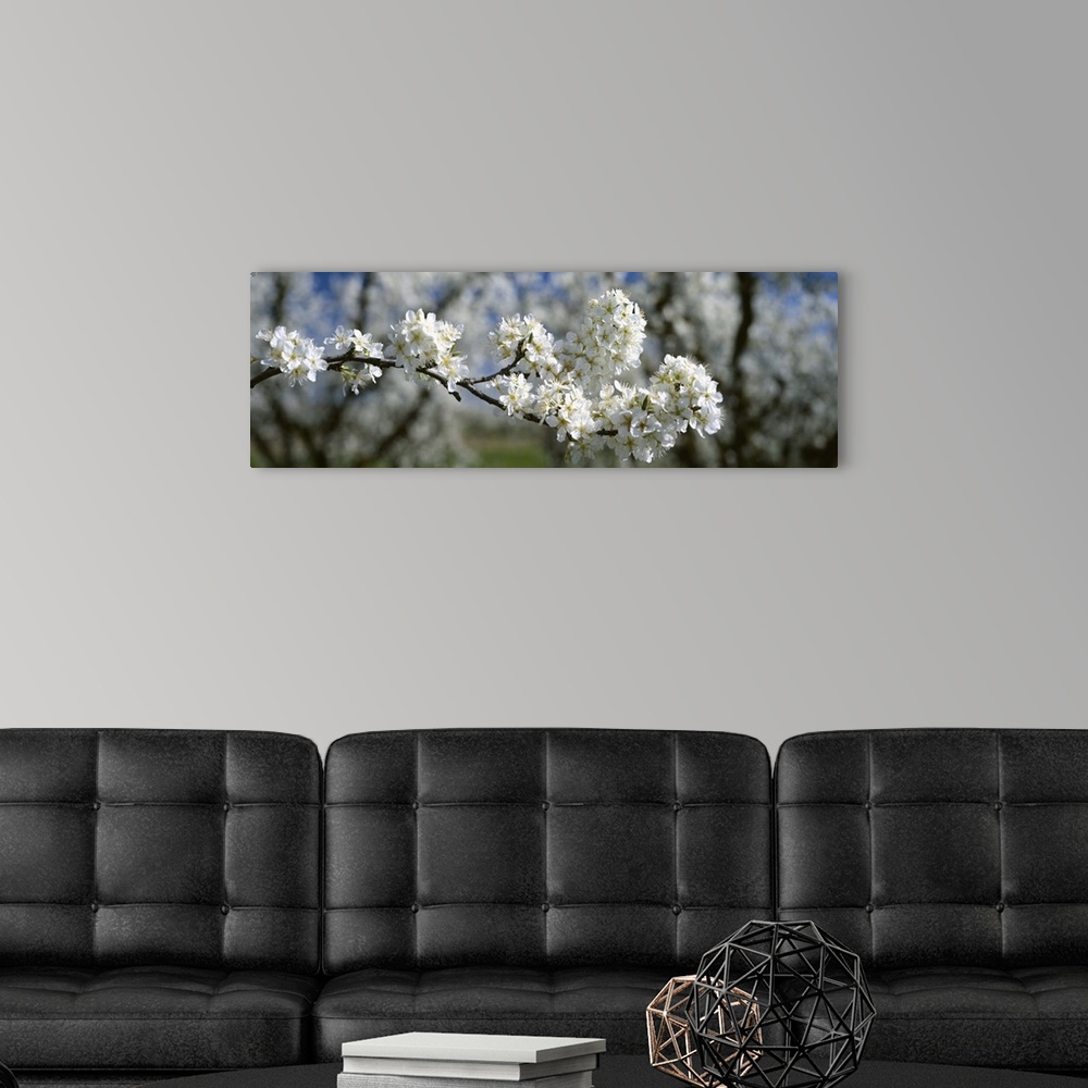 A modern room featuring Plum blossoms in full bloom