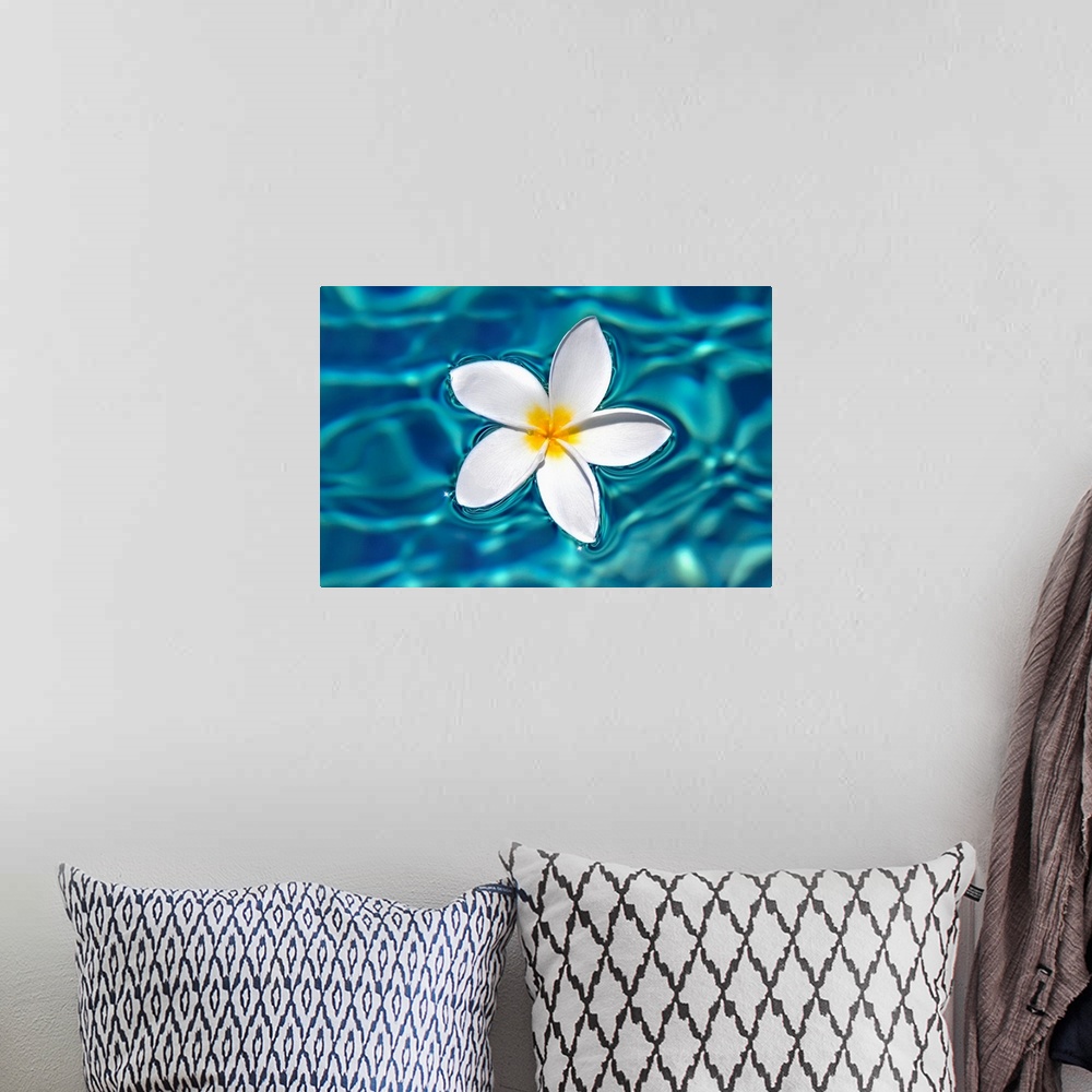 A bohemian room featuring Plumeria Flower Floating In Clear Blue Water