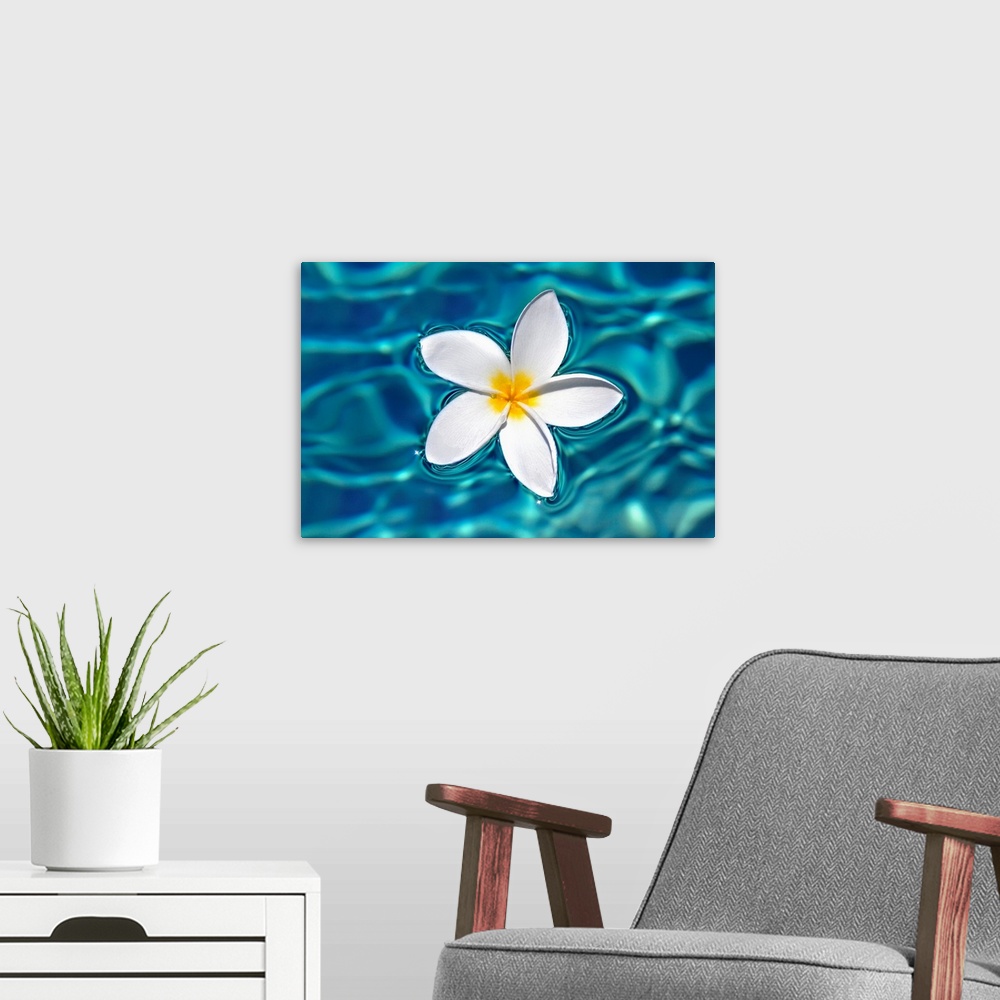 A modern room featuring Plumeria Flower Floating In Clear Blue Water