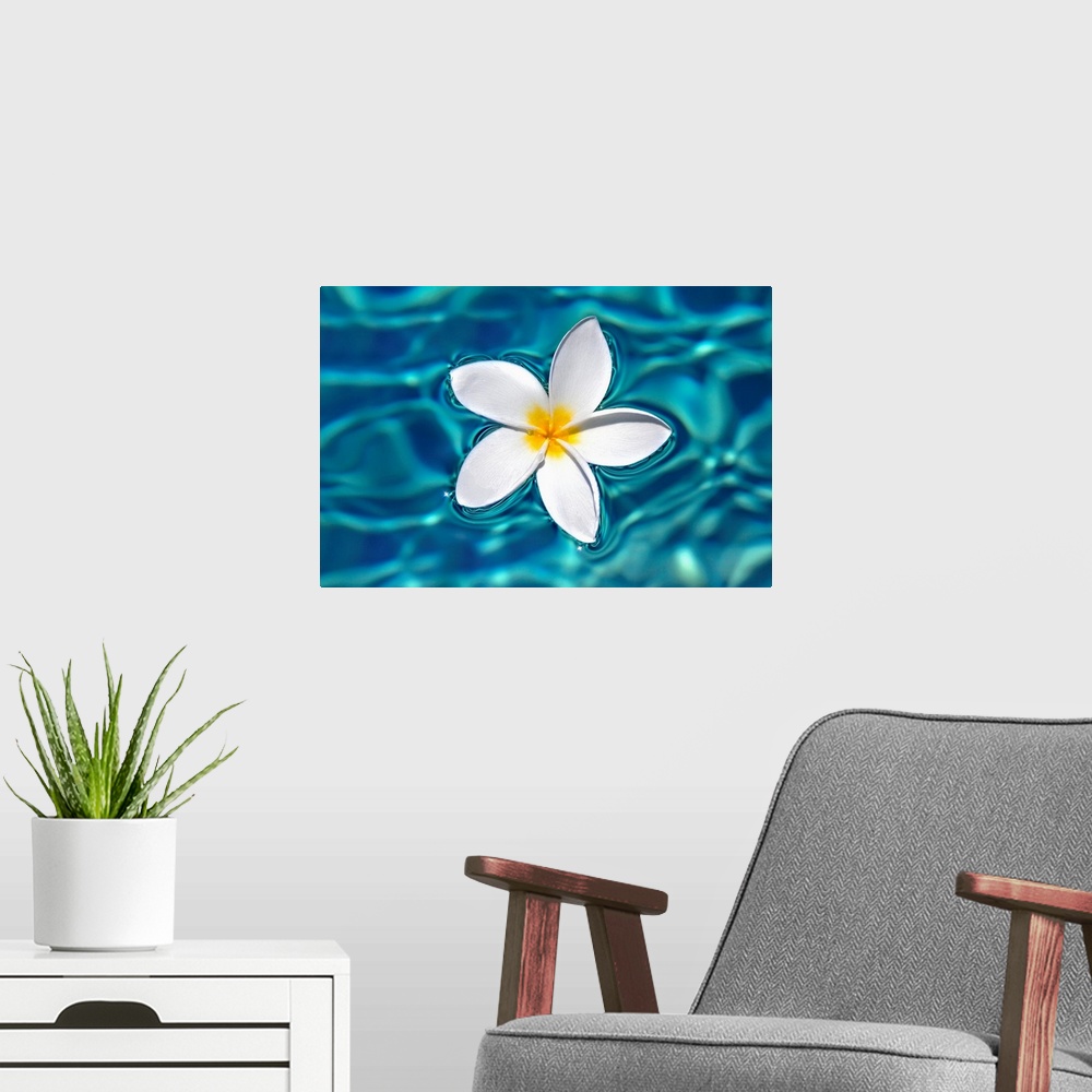 A modern room featuring Plumeria Flower Floating In Clear Blue Water
