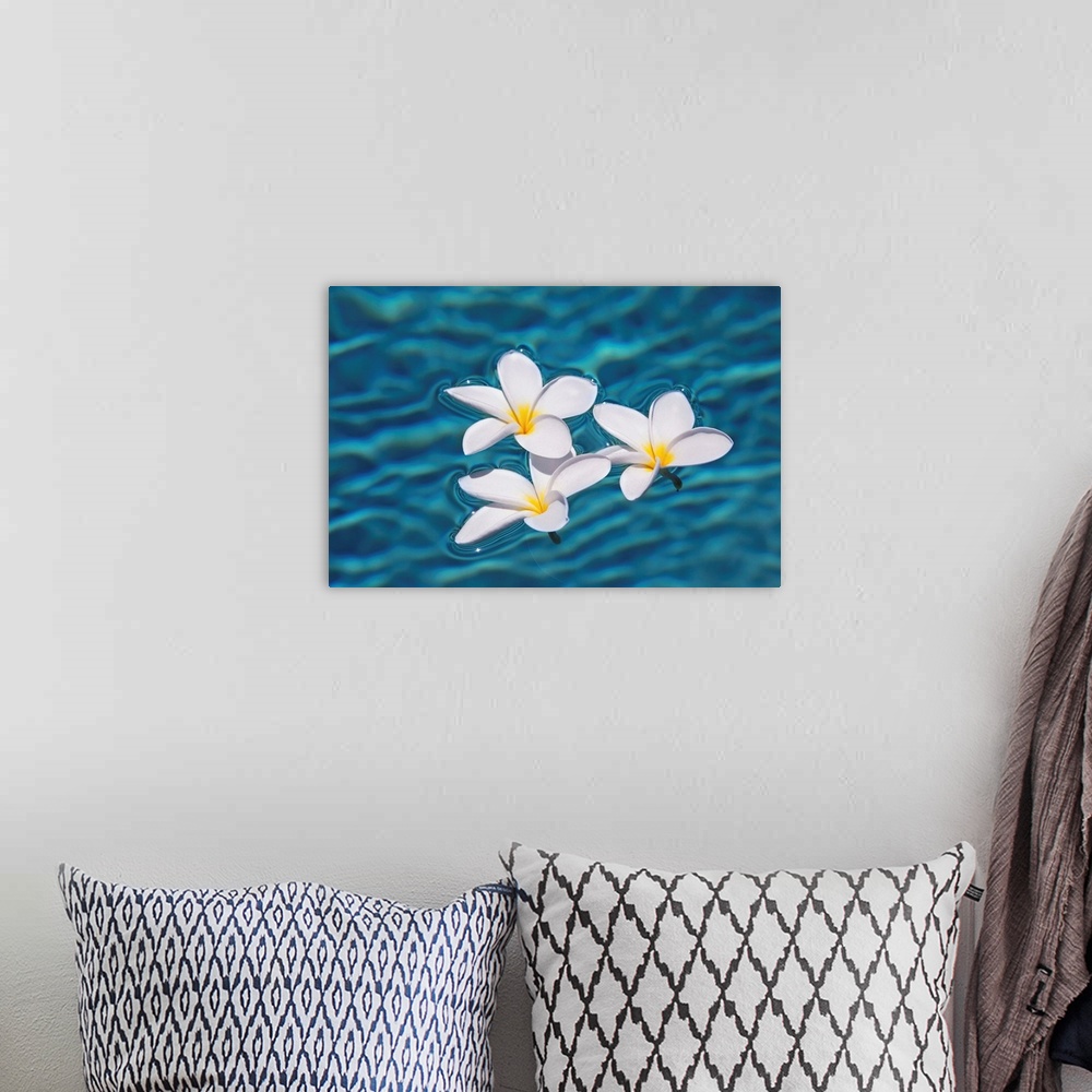 A bohemian room featuring Plumeria Flowers Floating In Clear Blue Water