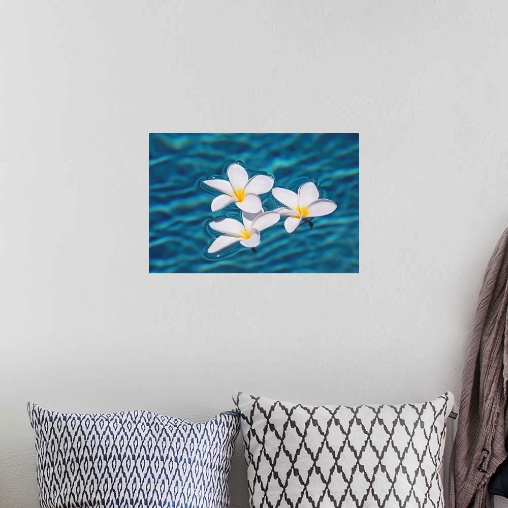 A bohemian room featuring Plumeria Flowers Floating In Clear Blue Water