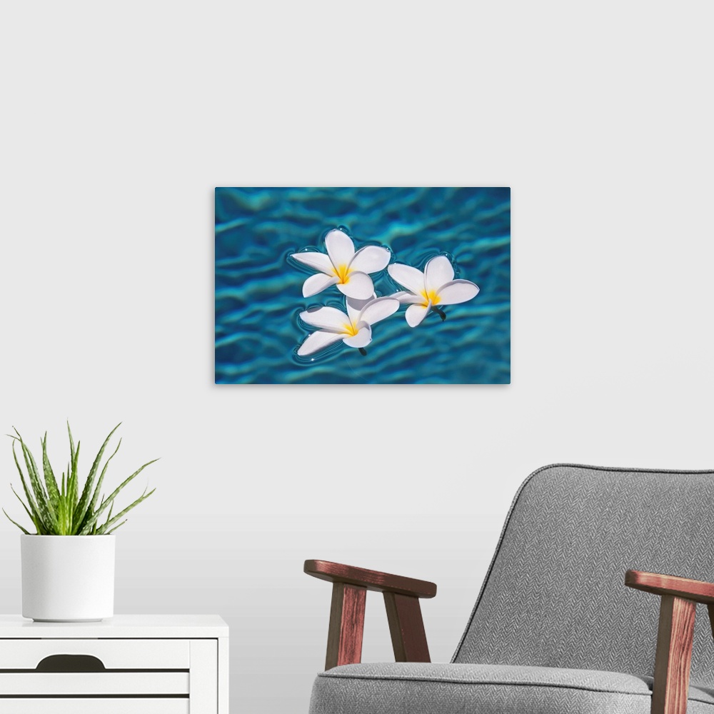 A modern room featuring Plumeria Flowers Floating In Clear Blue Water