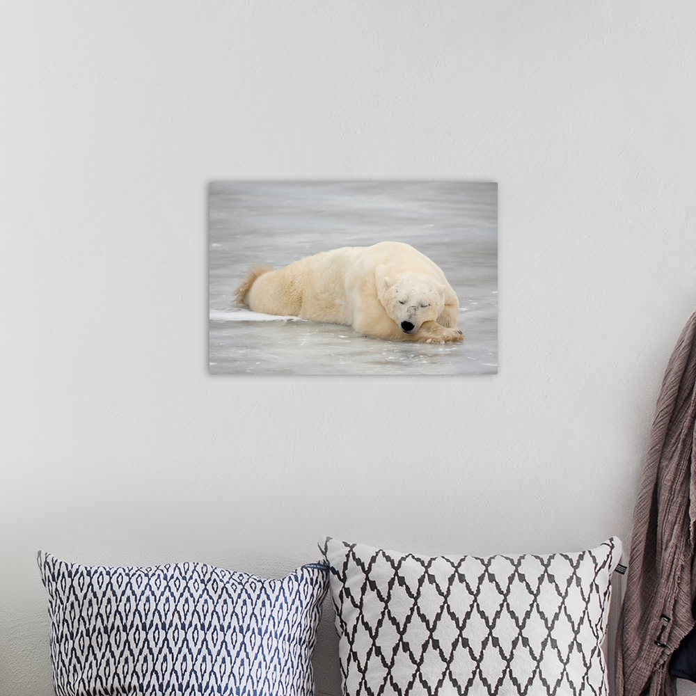 A bohemian room featuring Polar bear asleep on sea ice at Churchill, Manitoba, Canada.