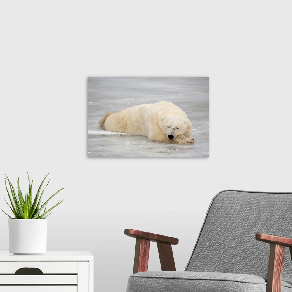 A modern room featuring Polar bear asleep on sea ice at Churchill, Manitoba, Canada.
