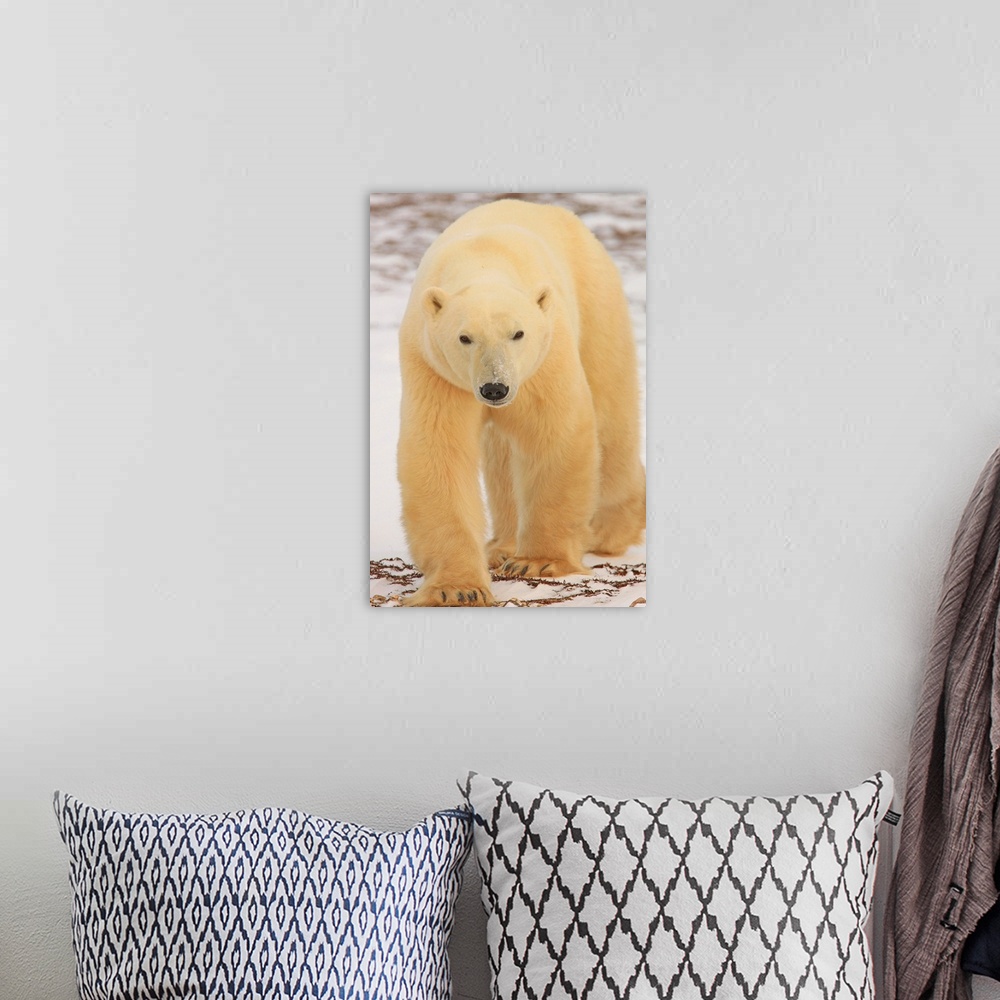 A bohemian room featuring Polar Bear, Churchill, Manitoba, Canada