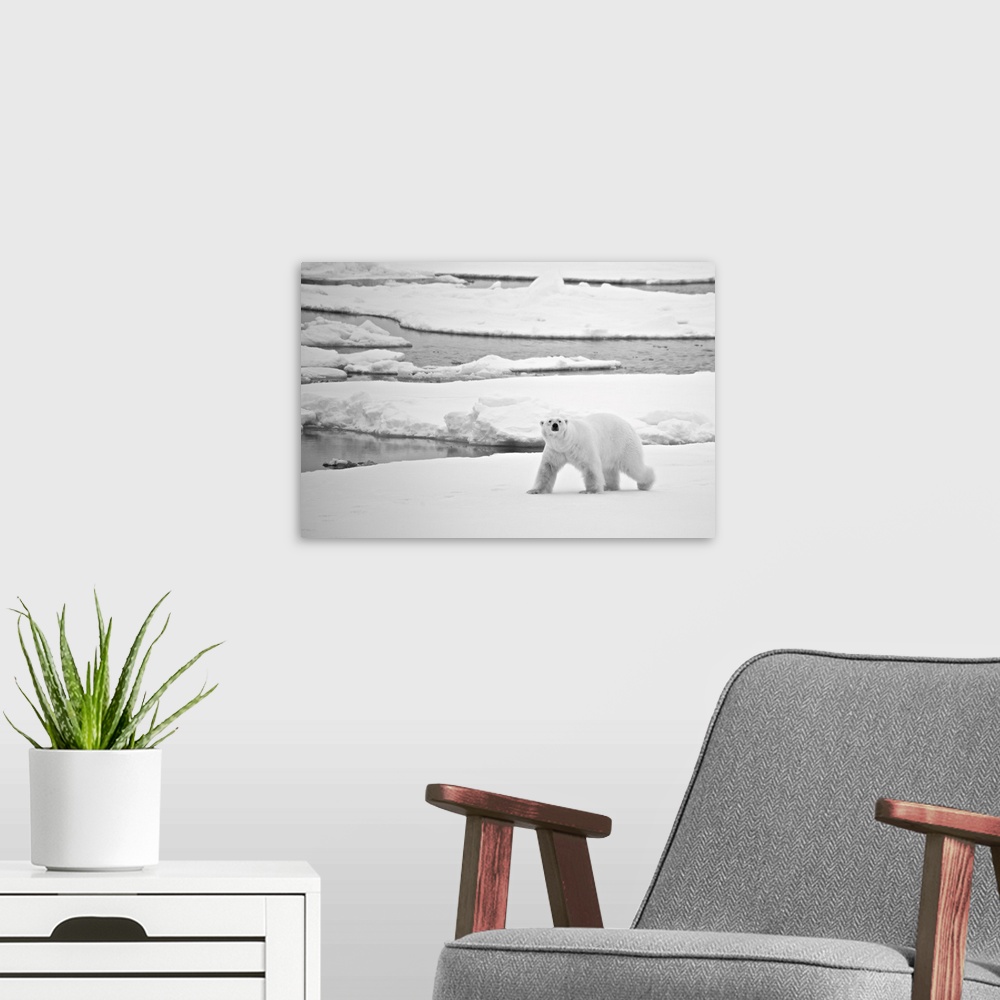 A modern room featuring Polar bear (ursus maritimus) crossing ice in arctic, Svalbard, Svalbard and Jan Mayen, northern N...