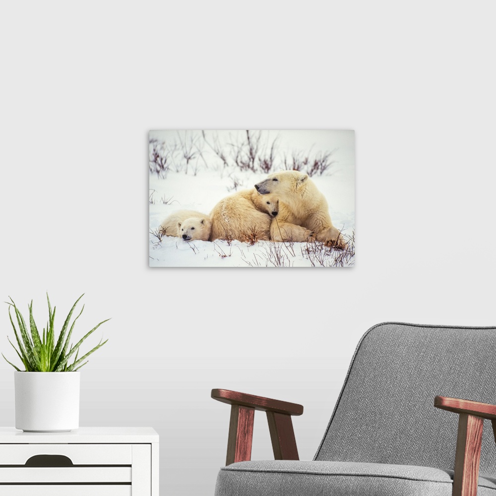 A modern room featuring Polar bear cubs (Ursus maritimus) snuggle up to their mother in the snow along Hudson Bay Manitob...