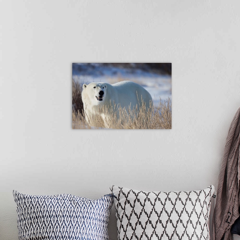 A bohemian room featuring Polar Bear In The Sunshine, Churchill, Manitoba, Canada