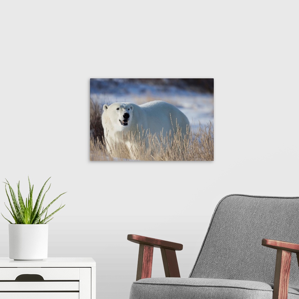 A modern room featuring Polar Bear In The Sunshine, Churchill, Manitoba, Canada