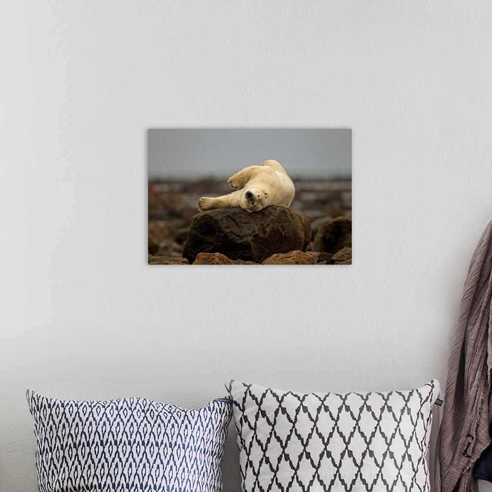 A bohemian room featuring Polar Bear Laying On Rock, Manitoba, Canada