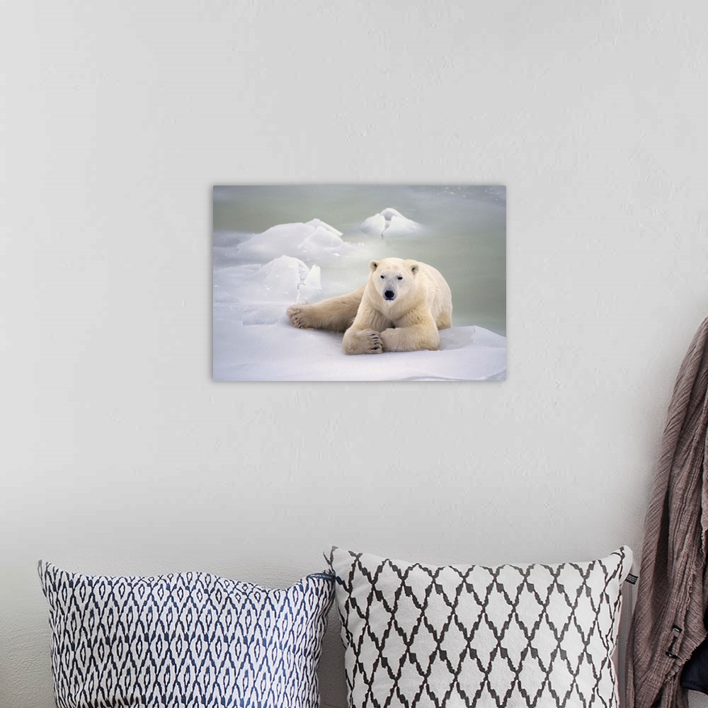 A bohemian room featuring Polar Bear Lying On The Ice, Churchill, Manitoba, Canada