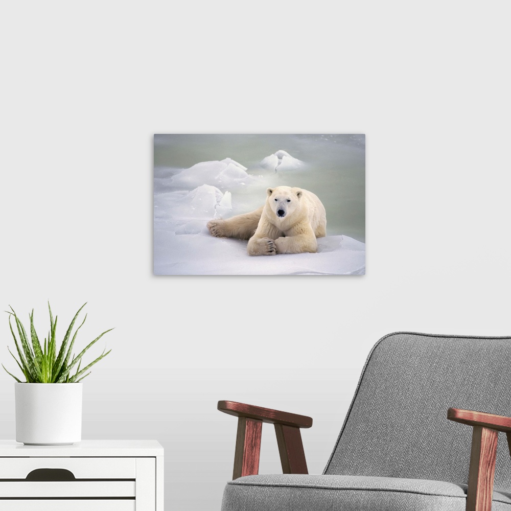A modern room featuring Polar Bear Lying On The Ice, Churchill, Manitoba, Canada