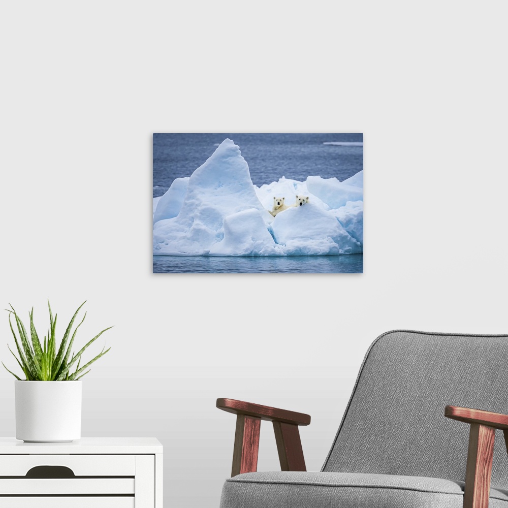 A modern room featuring Polar bear mother and cub (Ursus maritimus) on pack ice looking out Svalbard, Norway