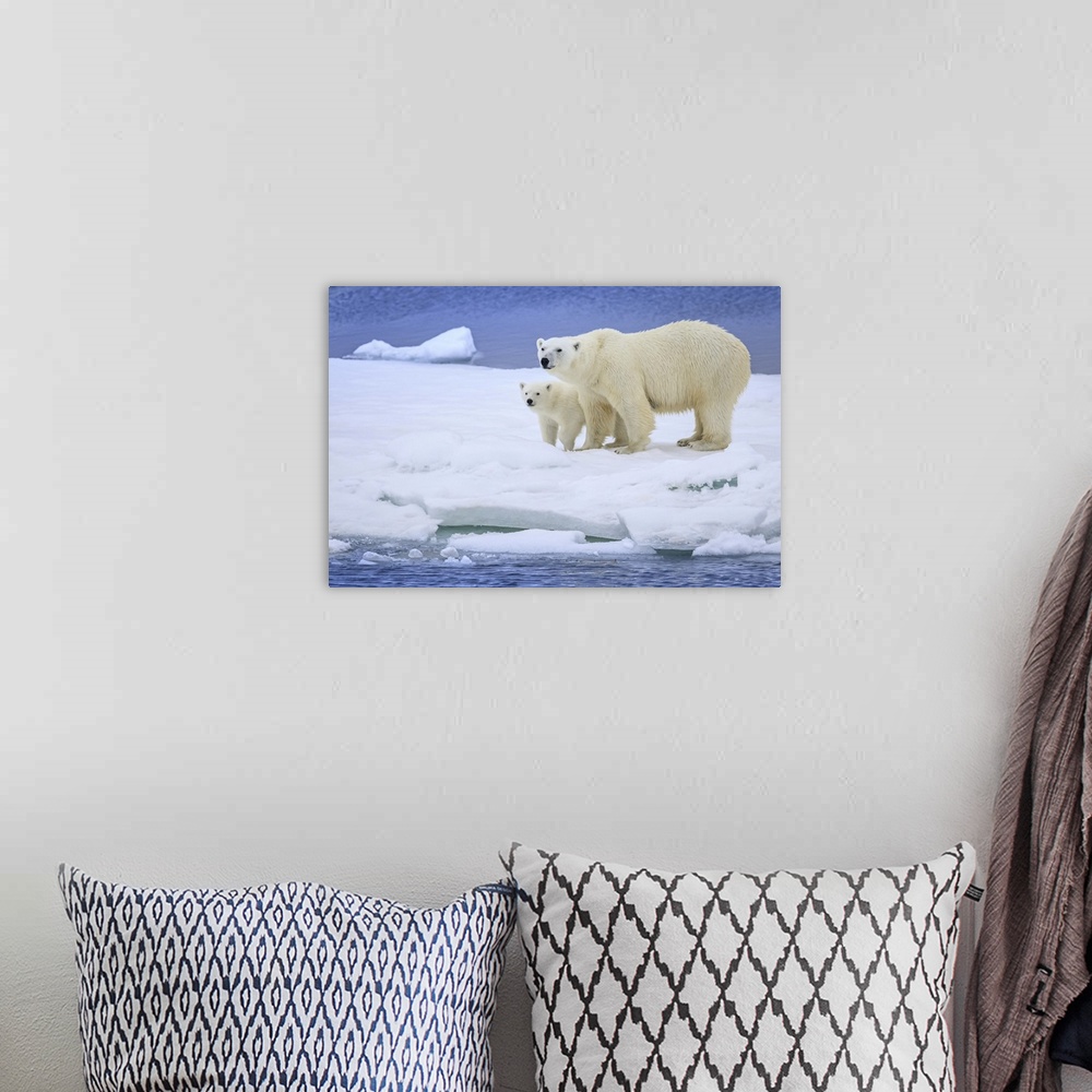 A bohemian room featuring Polar bear mother and cub (Ursus maritimus) on pack ice wearing ear tags Svalbard, Norway