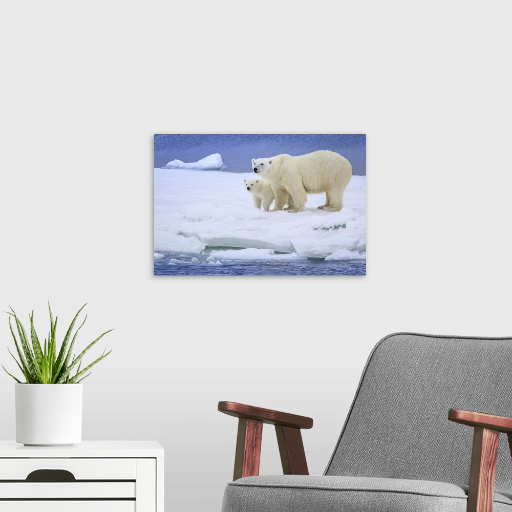 A modern room featuring Polar bear mother and cub (Ursus maritimus) on pack ice wearing ear tags Svalbard, Norway