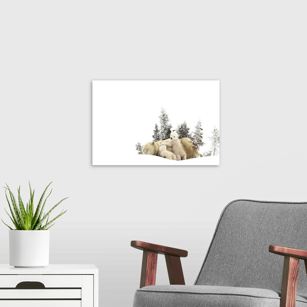 A modern room featuring Polar Bear Mother And Her Cubs Playing In The Snow; Churchill, Manitoba, Canada