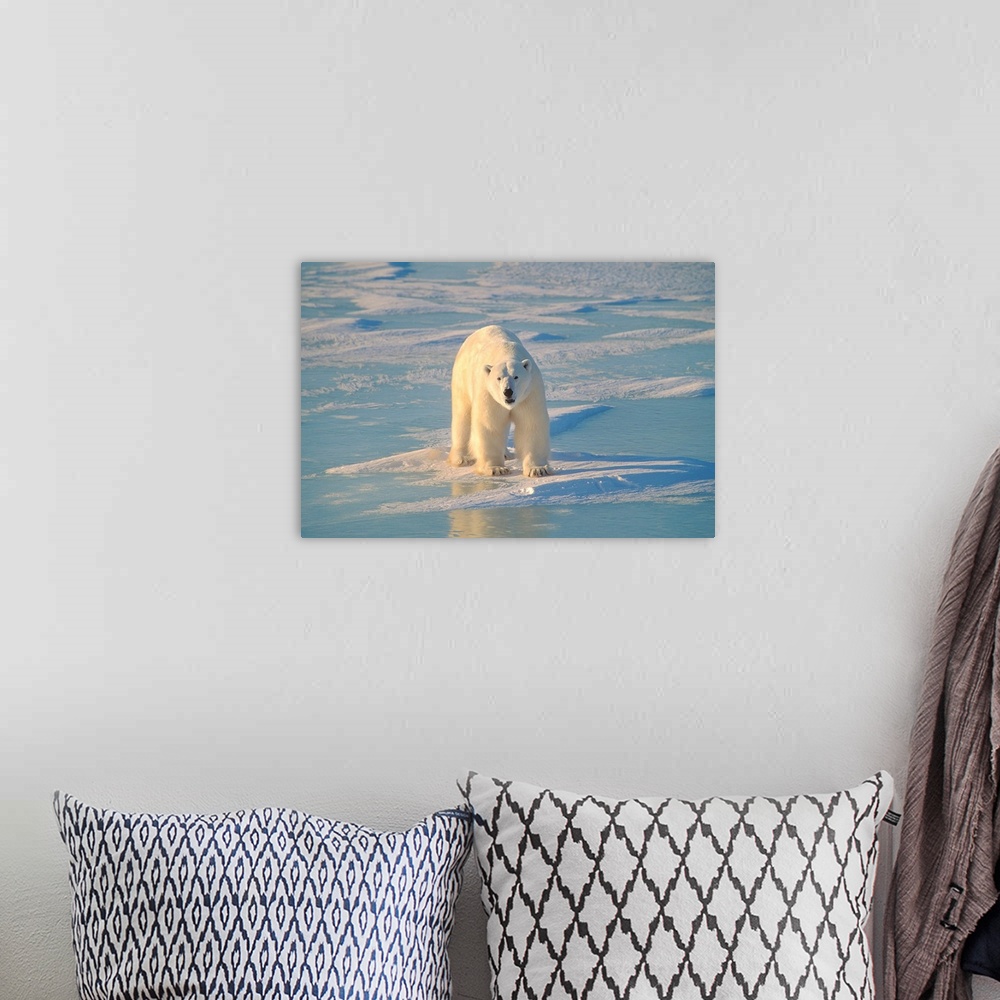 A bohemian room featuring Polar Bear On Ice