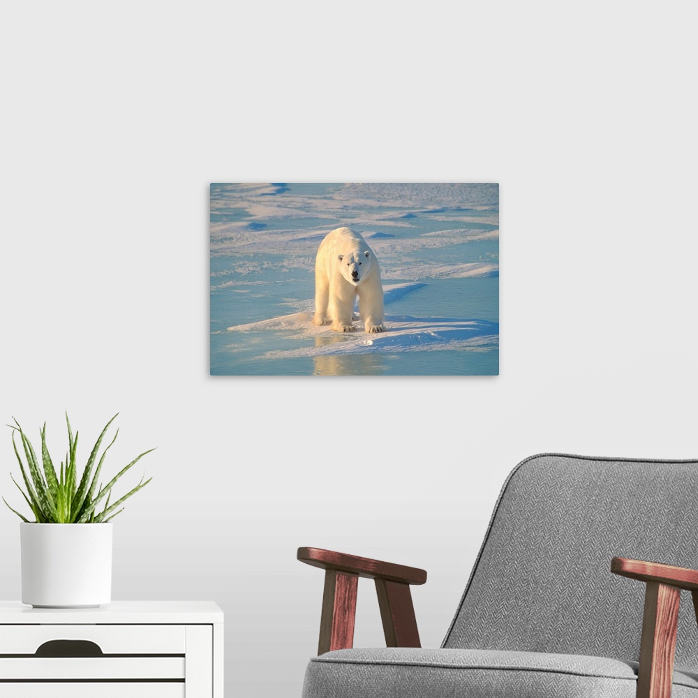 A modern room featuring Polar Bear On Ice