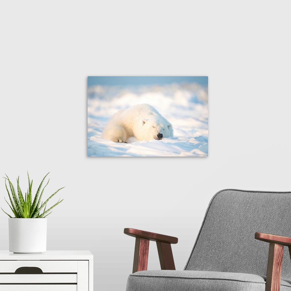 A modern room featuring Polar bear (Ursus maritimus), young bear rests on the newly frozen pack ice, Beaufort Sea, off th...