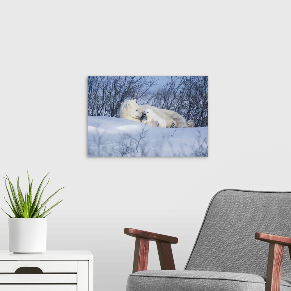 A modern room featuring Polar Bear Sow and Cubs Resting In Snow Churchill Canada