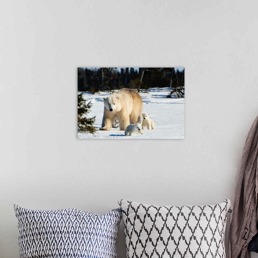 A bohemian room featuring Polar Bear Sow And Cubs Walking In Wapusk National Park, Churchill, Manitoba, Canada